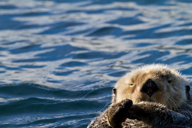 Sea Otter